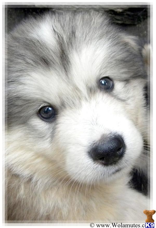Puppies in NV